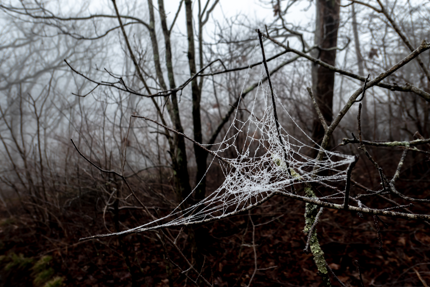 the cold start (ga, nc)