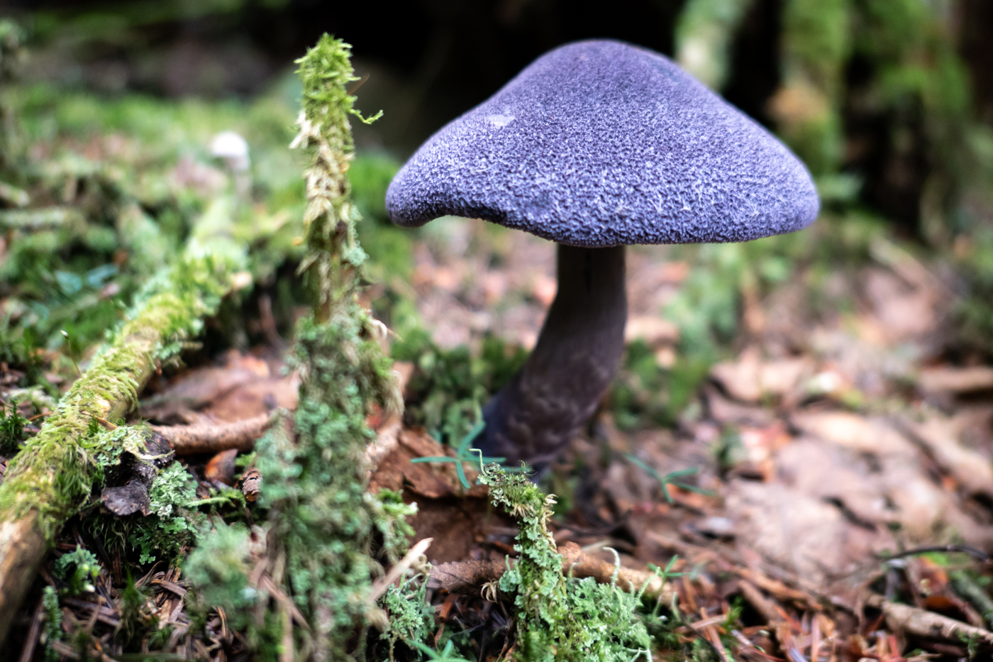 mushrooms and ponds (me)