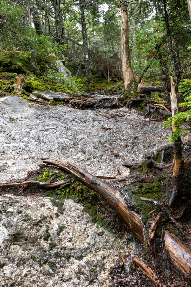 roots and rocks (nh, me)